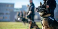 chien de police