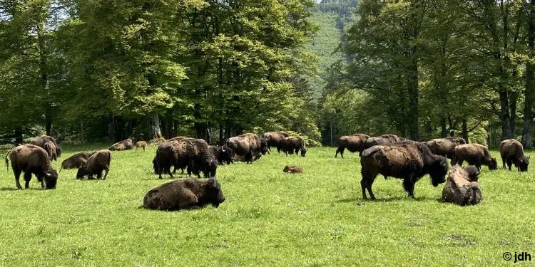 Bisonherde auf der Weide
