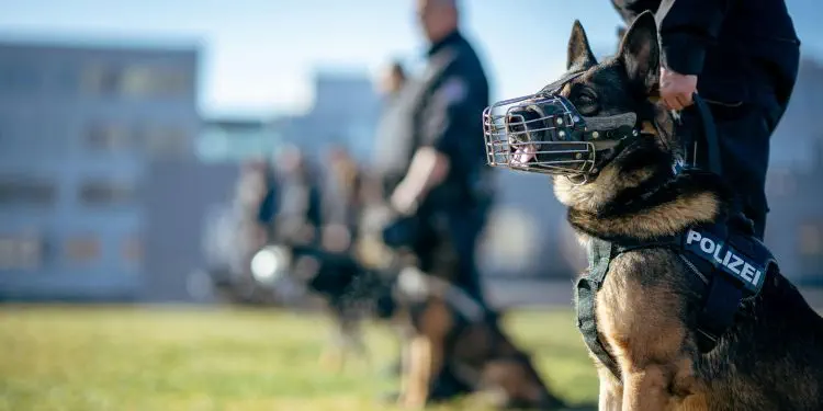 Chien de police assis